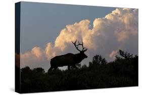 Bull elk or wapiti silhouetted on ridge at sunrise, Yellowstone National Park, Wyoming-Adam Jones-Stretched Canvas