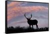 Bull elk or wapiti silhouetted on ridge top, Yellowstone National Park, Wyoming-Adam Jones-Framed Stretched Canvas