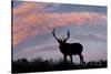Bull elk or wapiti silhouetted on ridge top, Yellowstone National Park, Wyoming-Adam Jones-Stretched Canvas