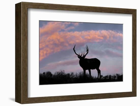 Bull elk or wapiti silhouetted on ridge top, Yellowstone National Park, Wyoming-Adam Jones-Framed Photographic Print