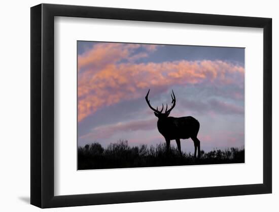 Bull elk or wapiti silhouetted on ridge top, Yellowstone National Park, Wyoming-Adam Jones-Framed Photographic Print