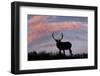 Bull elk or wapiti silhouetted on ridge top, Yellowstone National Park, Wyoming-Adam Jones-Framed Photographic Print