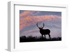 Bull elk or wapiti silhouetted on ridge top, Yellowstone National Park, Wyoming-Adam Jones-Framed Photographic Print