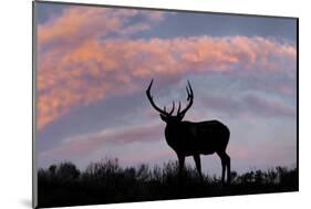 Bull elk or wapiti silhouetted on ridge top, Yellowstone National Park, Wyoming-Adam Jones-Mounted Photographic Print