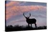 Bull elk or wapiti silhouetted on ridge top, Yellowstone National Park, Wyoming-Adam Jones-Stretched Canvas