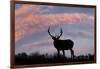 Bull elk or wapiti silhouetted on ridge top, Yellowstone National Park, Wyoming-Adam Jones-Framed Photographic Print