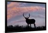 Bull elk or wapiti silhouetted on ridge top, Yellowstone National Park, Wyoming-Adam Jones-Framed Photographic Print