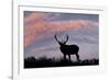 Bull elk or wapiti silhouetted on ridge top, Yellowstone National Park, Wyoming-Adam Jones-Framed Photographic Print