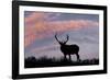 Bull elk or wapiti silhouetted on ridge top, Yellowstone National Park, Wyoming-Adam Jones-Framed Photographic Print