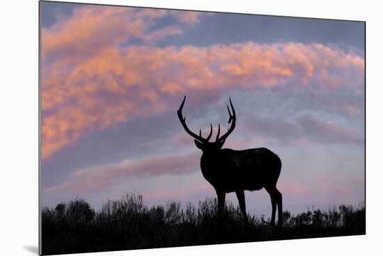 Bull elk or wapiti silhouetted on ridge top, Yellowstone National Park, Wyoming-Adam Jones-Mounted Photographic Print