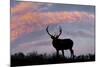 Bull elk or wapiti silhouetted on ridge top, Yellowstone National Park, Wyoming-Adam Jones-Mounted Photographic Print