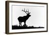 Bull elk or wapiti silhouetted, Yellowstone National Park, Wyoming-Adam Jones-Framed Photographic Print