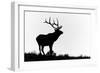 Bull elk or wapiti silhouetted, Yellowstone National Park, Wyoming-Adam Jones-Framed Photographic Print