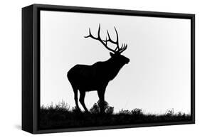 Bull elk or wapiti silhouetted, Yellowstone National Park, Wyoming-Adam Jones-Framed Stretched Canvas