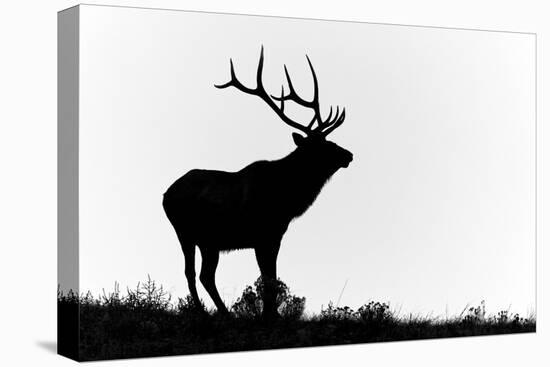 Bull elk or wapiti silhouetted, Yellowstone National Park, Wyoming-Adam Jones-Stretched Canvas