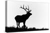 Bull elk or wapiti silhouetted, Yellowstone National Park, Wyoming-Adam Jones-Stretched Canvas