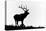 Bull elk or wapiti silhouetted, Yellowstone National Park, Wyoming-Adam Jones-Stretched Canvas