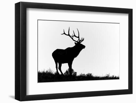 Bull elk or wapiti silhouetted, Yellowstone National Park, Wyoming-Adam Jones-Framed Photographic Print