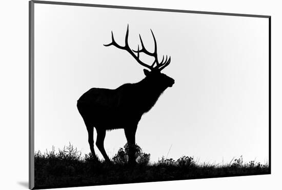 Bull elk or wapiti silhouetted, Yellowstone National Park, Wyoming-Adam Jones-Mounted Photographic Print