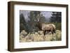 Bull elk or wapiti, Yellowstone National Park, Wyoming-Adam Jones-Framed Photographic Print