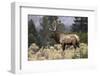 Bull elk or wapiti, Yellowstone National Park, Wyoming-Adam Jones-Framed Photographic Print