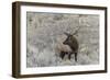 Bull elk or wapiti, Yellowstone National Park, Wyoming-Adam Jones-Framed Photographic Print