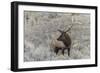 Bull elk or wapiti, Yellowstone National Park, Wyoming-Adam Jones-Framed Photographic Print