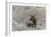 Bull elk or wapiti, Yellowstone National Park, Wyoming-Adam Jones-Framed Photographic Print