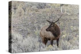 Bull elk or wapiti, Yellowstone National Park, Wyoming-Adam Jones-Stretched Canvas