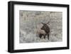 Bull elk or wapiti, Yellowstone National Park, Wyoming-Adam Jones-Framed Photographic Print