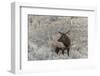 Bull elk or wapiti, Yellowstone National Park, Wyoming-Adam Jones-Framed Photographic Print