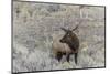 Bull elk or wapiti, Yellowstone National Park, Wyoming-Adam Jones-Mounted Photographic Print