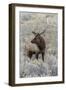 Bull elk or wapiti, Yellowstone National Park, Wyoming-Adam Jones-Framed Photographic Print