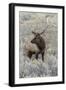 Bull elk or wapiti, Yellowstone National Park, Wyoming-Adam Jones-Framed Photographic Print