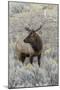 Bull elk or wapiti, Yellowstone National Park, Wyoming-Adam Jones-Mounted Photographic Print