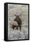 Bull elk or wapiti, Yellowstone National Park, Wyoming-Adam Jones-Framed Stretched Canvas