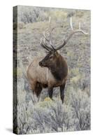 Bull elk or wapiti, Yellowstone National Park, Wyoming-Adam Jones-Stretched Canvas