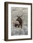 Bull elk or wapiti, Yellowstone National Park, Wyoming-Adam Jones-Framed Photographic Print