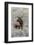 Bull elk or wapiti, Yellowstone National Park, Wyoming-Adam Jones-Framed Photographic Print