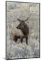 Bull elk or wapiti, Yellowstone National Park, Wyoming-Adam Jones-Mounted Photographic Print