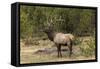 Bull elk or wapiti, Yellowstone National Park, Wyoming-Adam Jones-Framed Stretched Canvas