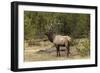 Bull elk or wapiti, Yellowstone National Park, Wyoming-Adam Jones-Framed Photographic Print