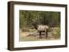 Bull elk or wapiti, Yellowstone National Park, Wyoming-Adam Jones-Framed Photographic Print