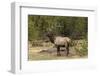 Bull elk or wapiti, Yellowstone National Park, Wyoming-Adam Jones-Framed Photographic Print