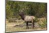 Bull elk or wapiti, Yellowstone National Park, Wyoming-Adam Jones-Mounted Photographic Print