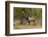 Bull elk or wapiti, Yellowstone National Park, Wyoming-Adam Jones-Framed Photographic Print