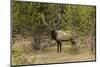 Bull elk or wapiti, Yellowstone National Park, Wyoming-Adam Jones-Mounted Photographic Print