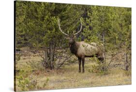 Bull elk or wapiti, Yellowstone National Park, Wyoming-Adam Jones-Stretched Canvas