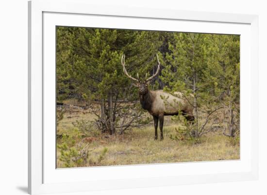 Bull elk or wapiti, Yellowstone National Park, Wyoming-Adam Jones-Framed Photographic Print