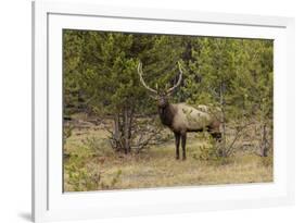 Bull elk or wapiti, Yellowstone National Park, Wyoming-Adam Jones-Framed Photographic Print